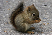 cute squirrel